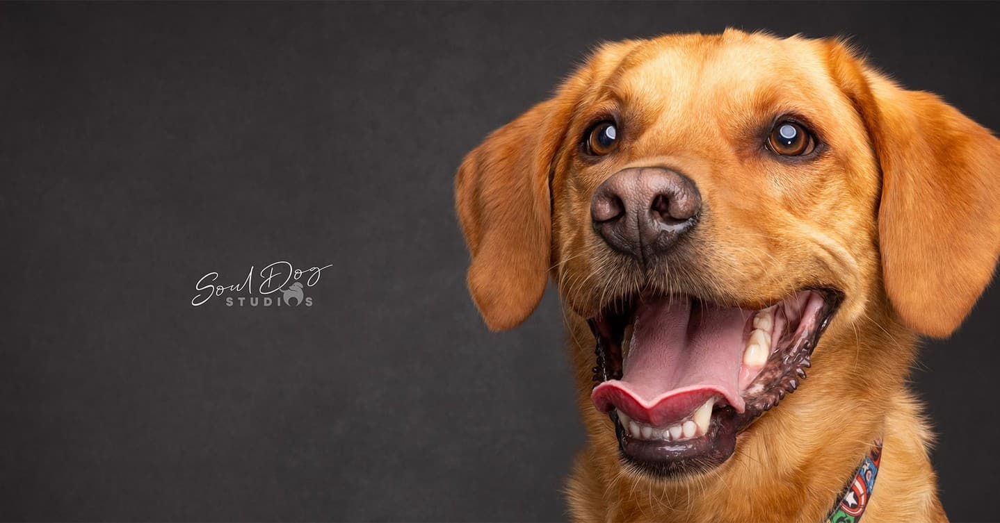 A Paws-itive Portrait of Success: How Soul Dog Studio Turned Pet Pics into a $100k+ Business